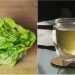Té de lechuga: la infusión natural que podría mejorar el sueño, desinflamar el cuerpo y favorecer el bienestar general