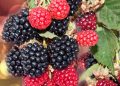 Moras: el superalimento rico en antioxidantes y fibra que recomiendan expertos para cuidar la salud