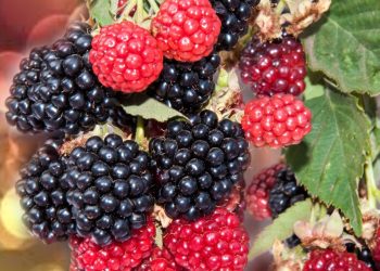 Moras: el superalimento rico en antioxidantes y fibra que recomiendan expertos para cuidar la salud