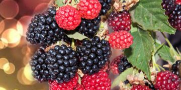 Moras: el superalimento rico en antioxidantes y fibra que recomiendan expertos para cuidar la salud