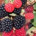 Moras: el superalimento rico en antioxidantes y fibra que recomiendan expertos para cuidar la salud